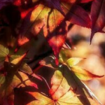 Foto del profilo di autumn